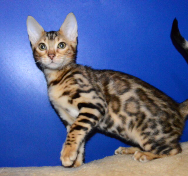 Olivia Bengal Black Spotted Female $3000