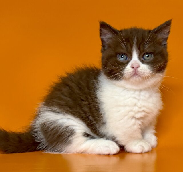 Grit Munchkin Black with White Female $3800