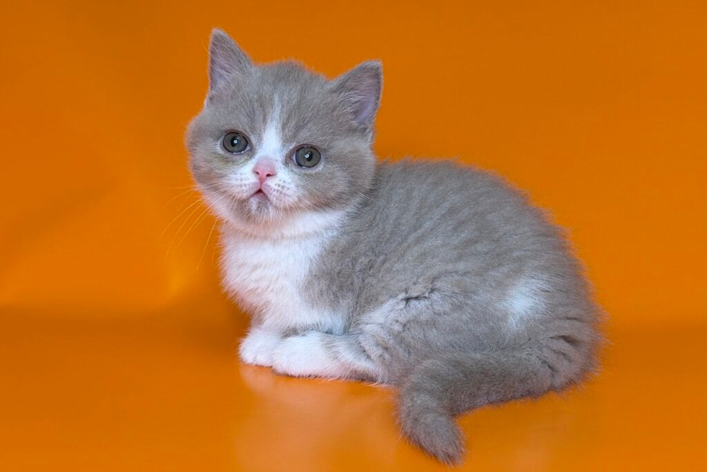 Glyph Munchkin Lilac Female 00 - photo 1