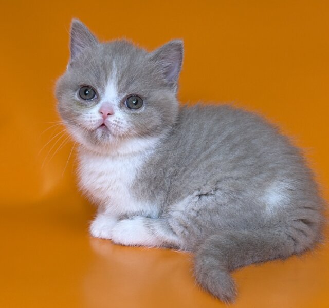 Glyph Munchkin Lilac Female $3700