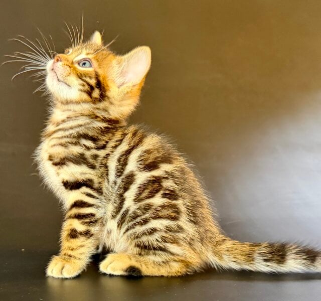 Unero Bengal Black Spotted Male $2600