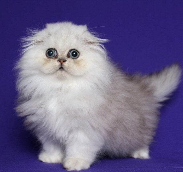 Leo Scottish Fold Black Silver Male $2800