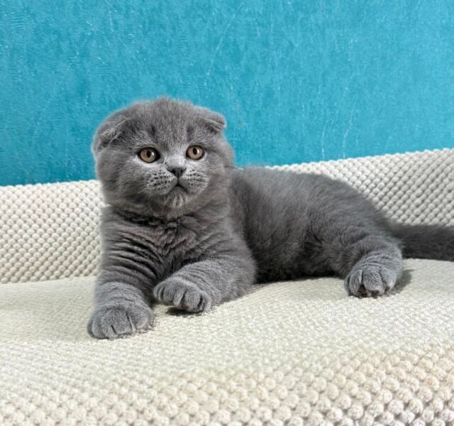 Barney Scottish Fold Blue Male $2700 (Reserved)