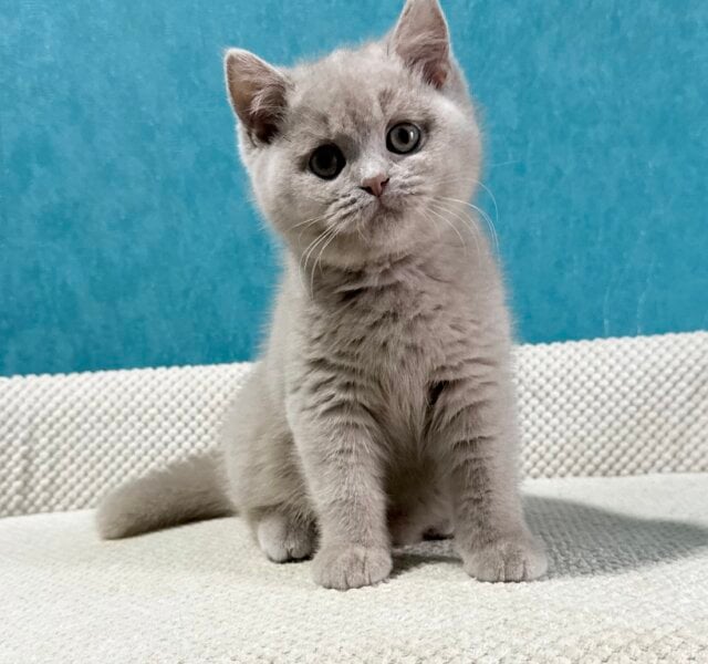 Bonya British Shorthair Fawn Male $2900