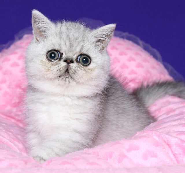 Misha Exotic Black Silver Male $2750
