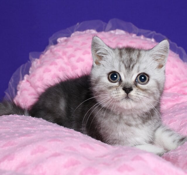 Leon Scottish Straight Black Silver Male $2750