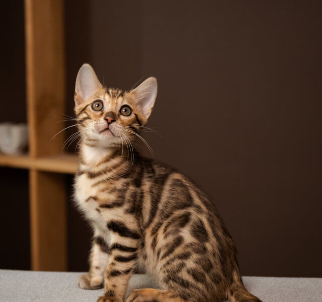 Ollie Bengal Black Spotted Female $3250