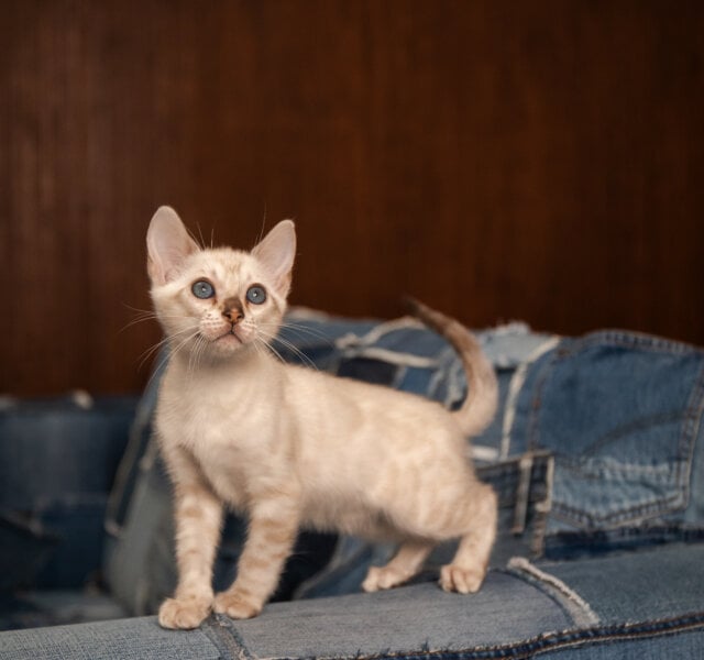 Olivia Bengal Seal Female $3250