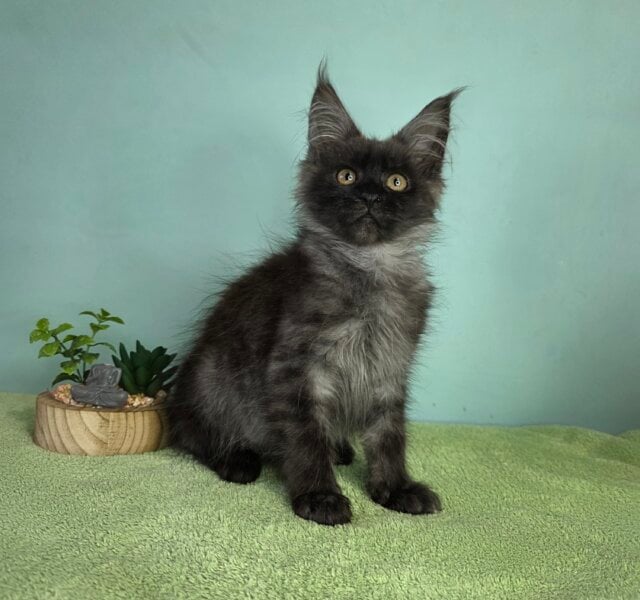 Tofu Maine Coon Black Silver Male $3300