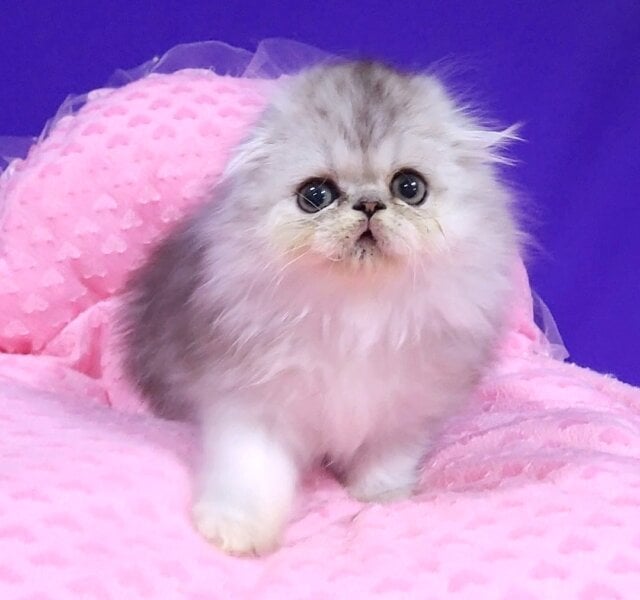 Lain Scottish Fold Black Silver Male $2750