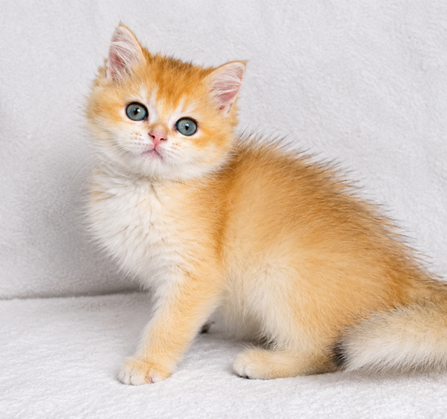 Elio British Shorthair Black Golden Male $3100