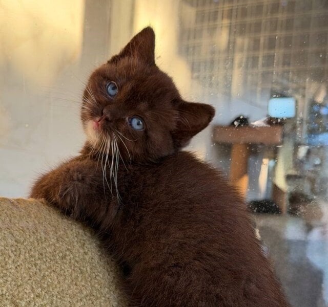 Umma British Shorthair Chocolate Blue Eyes Female $3600