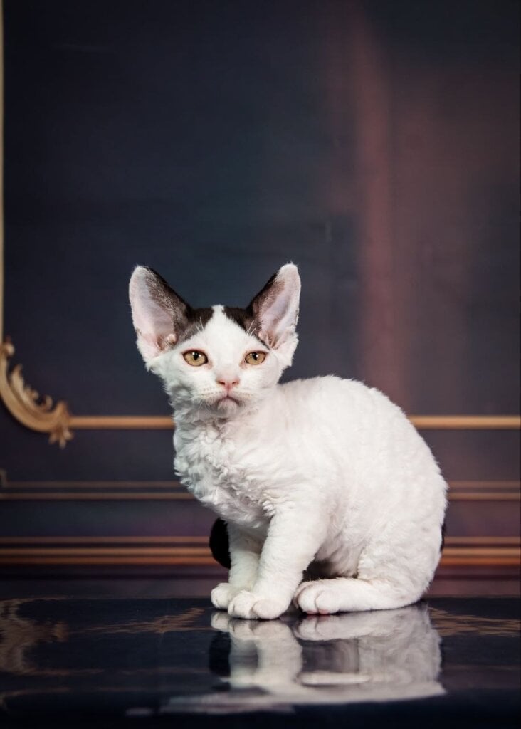 Kiki Devon Rex Black with White Female 00 - photo 1