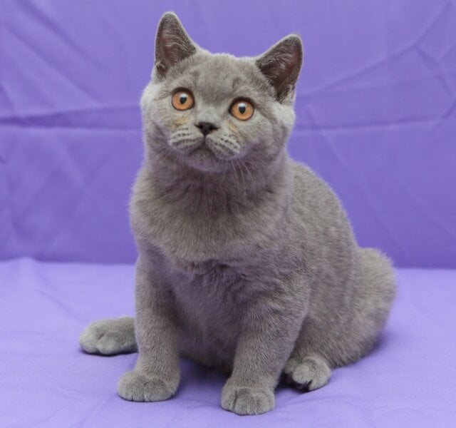 Questor British Shorthair Blue Male $2900