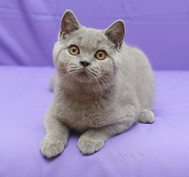 Quentin British Shorthair Blue Male $2900