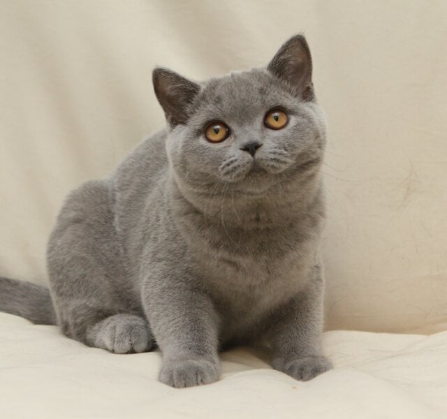 Quartz British Shorthair Blue Male $2900