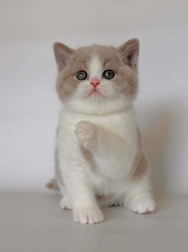 Hana British Shorthair Fawn Female 00 - photo 1