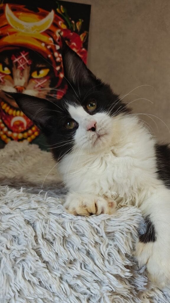 Aurelia Maine Coon POLY Black with White Female 00 - photo 1