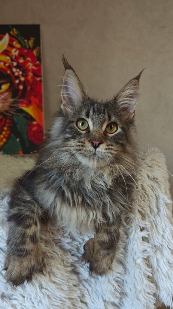 Ursa Maine Coon POLY Black Silver Female 00 - photo 1