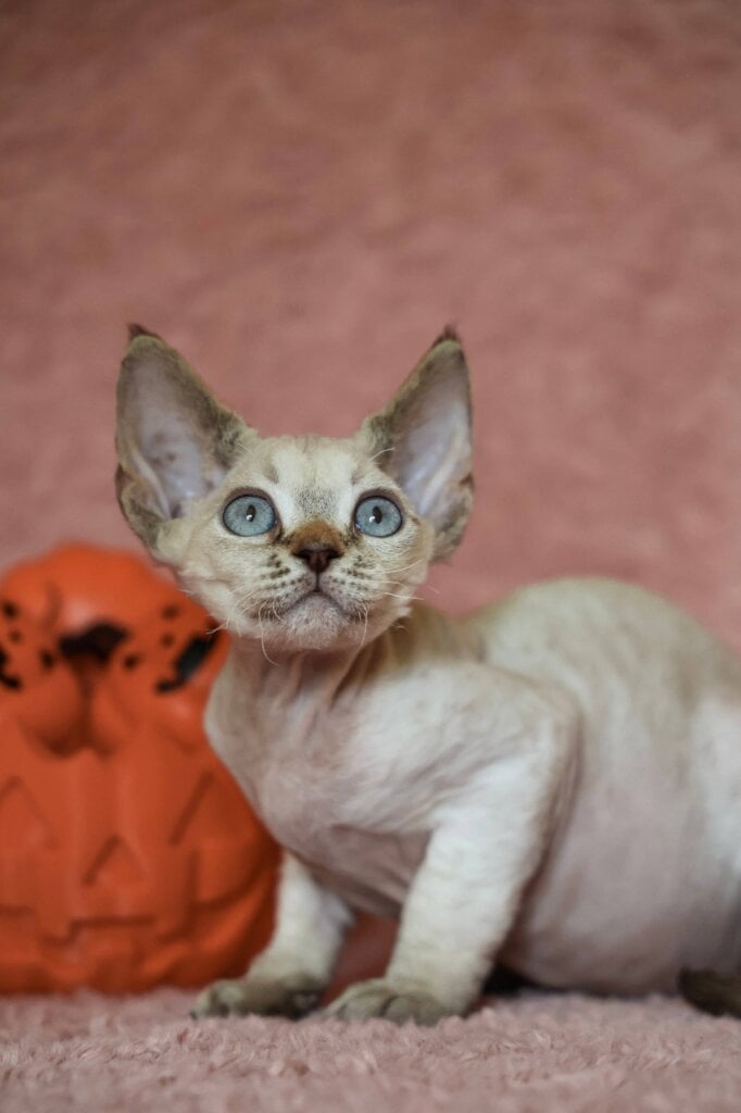 Yuki Devon Rex Chocolate Female 50 - photo 1