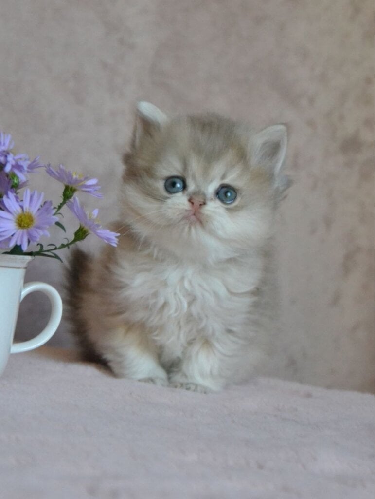 Elensis British Longhair Blue Golden Female 00 - photo 1