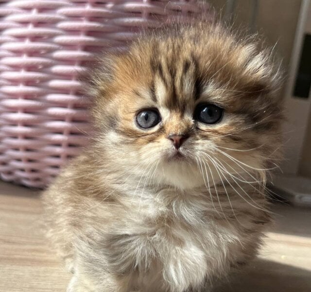 Kykla Munchkin Black Tabby Female $3900
