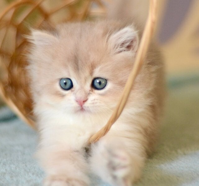 April British Longhair Blue Golden Female $3100