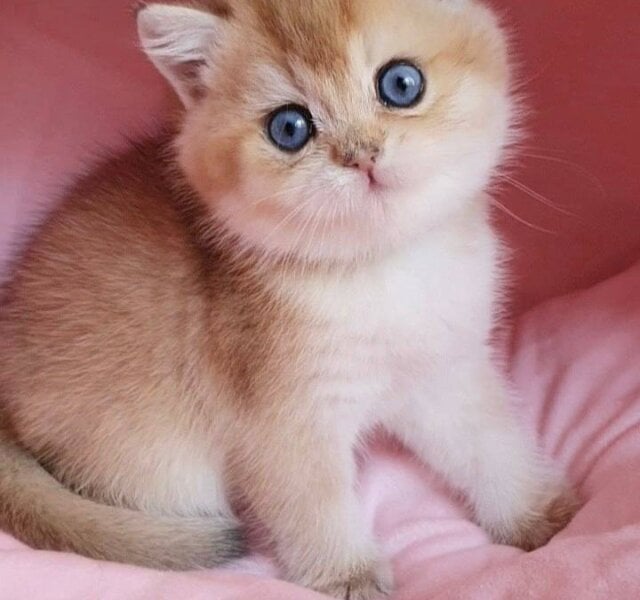 Zorro British Shorthair Black Golden Male $3800