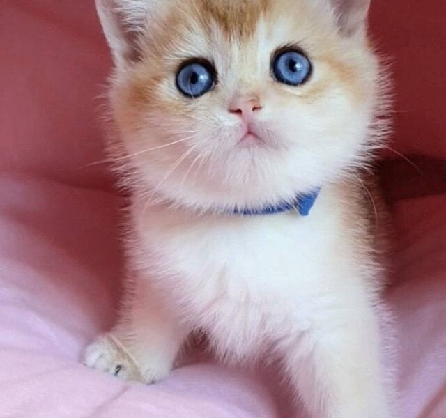 Zack British Shorthair Black Golden Male $3800