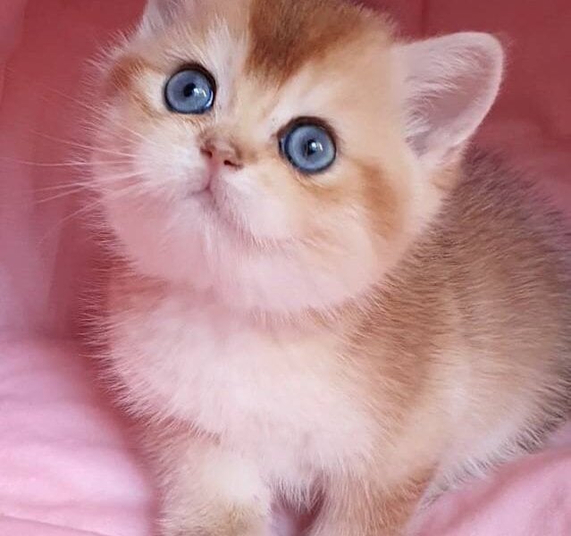 Zlatan British Shorthair Black Golden Male $3800