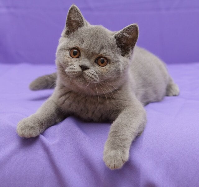 Rocky British Shorthair Blue Male $2900
