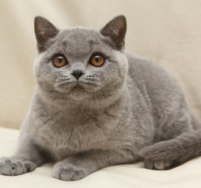 Reivakh British Shorthair Blue Male $3050