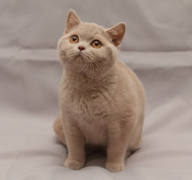 Ranok British Shorthair Fawn Male $3400