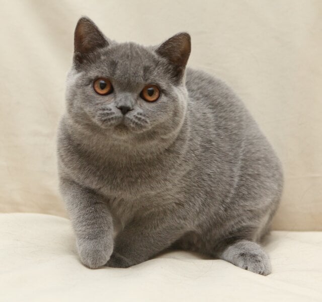 Reine British Shorthair Blue Female $3300