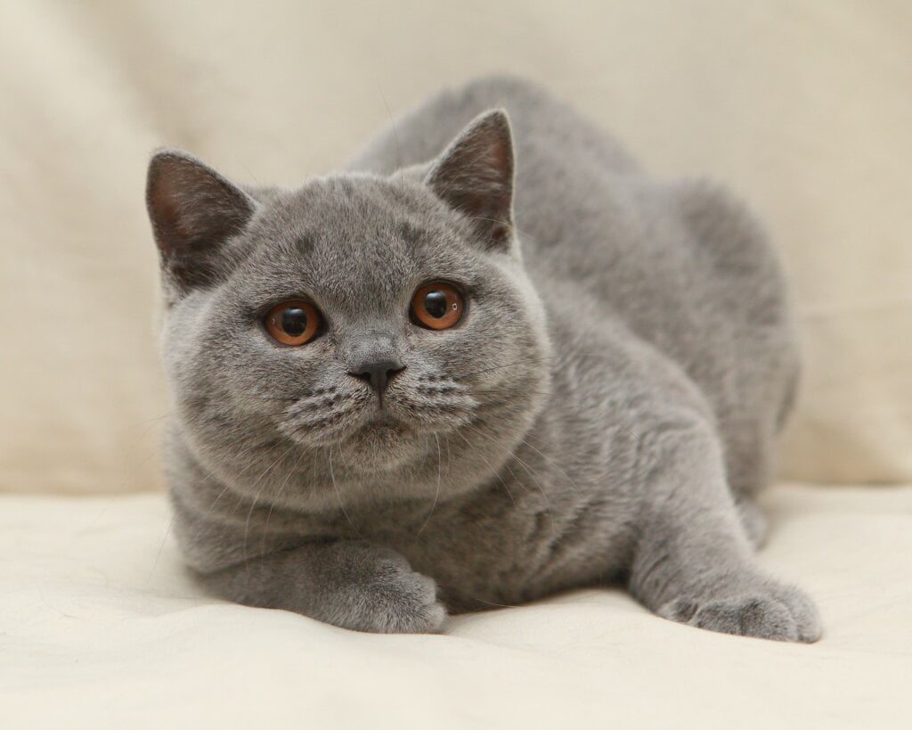 Rozkish British Shorthair Blue Female 00 - photo 1