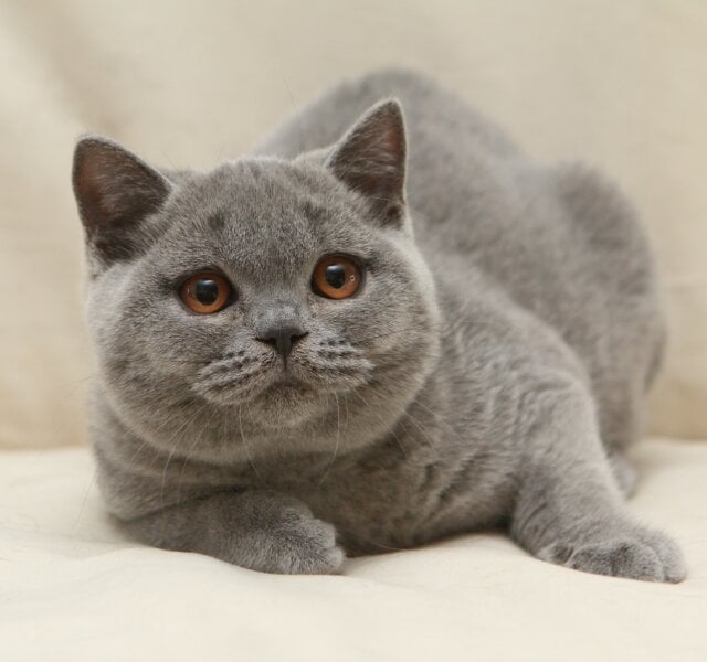 Rozkish British Shorthair Blue Female $3300