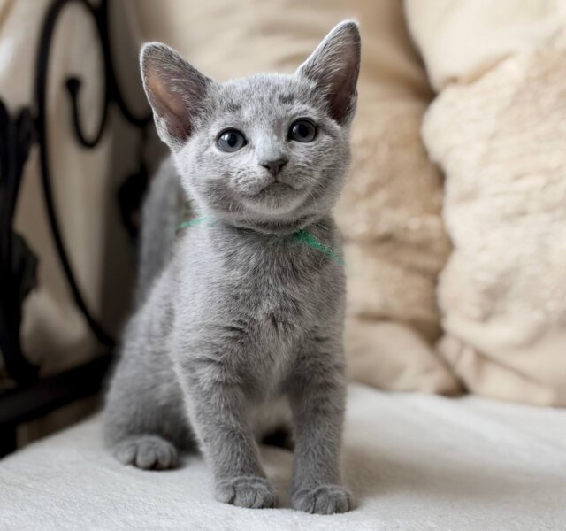 Nanny Russian Blue Female $3100