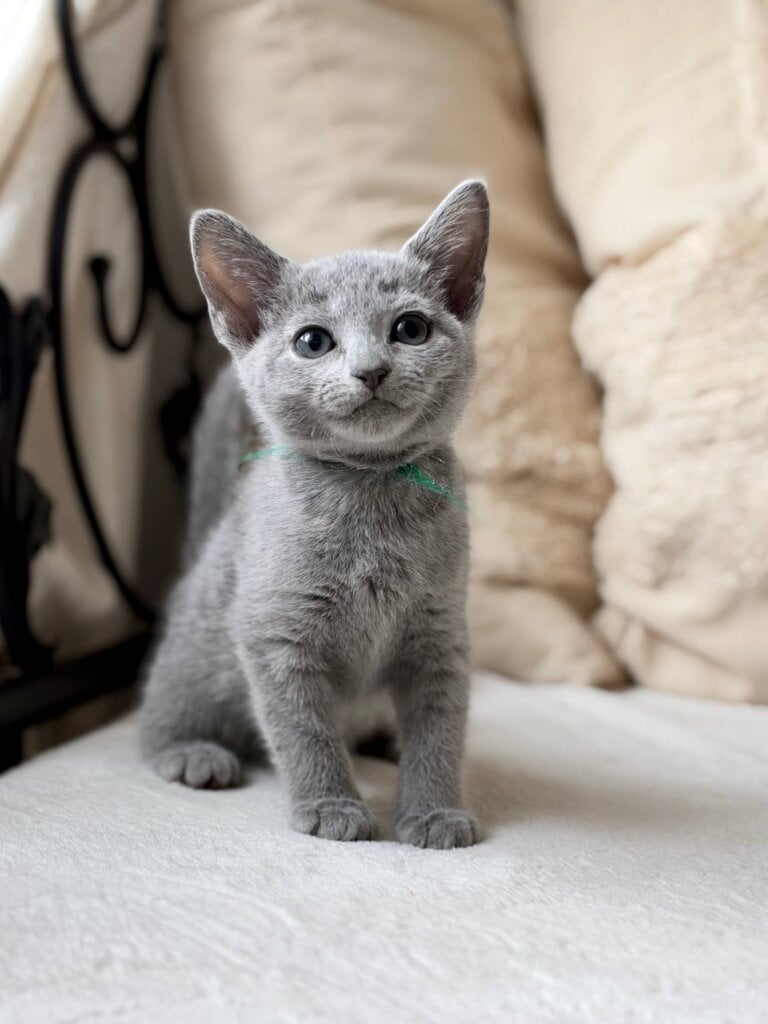 Nanny Russian Blue Female 00 - photo 1