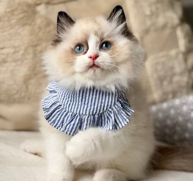 Rom Ragdoll Seal Male $3800
