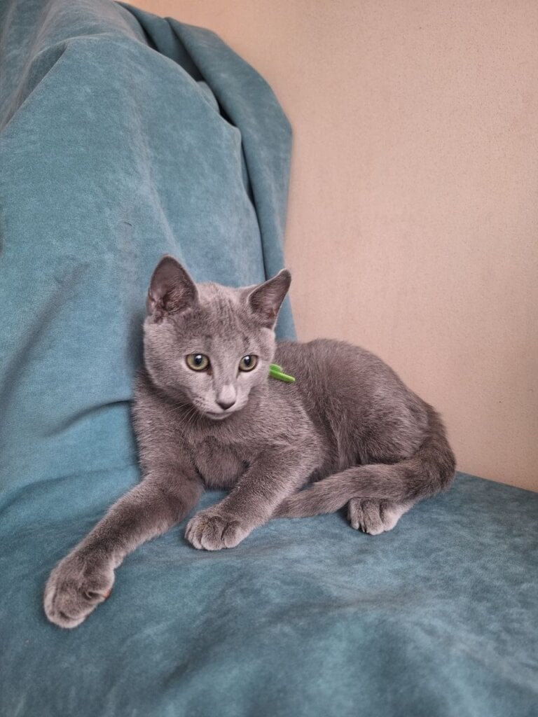 Igor Russian Blue Male $3000 — photo 2