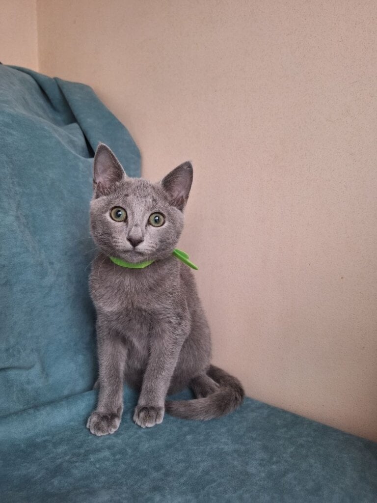 Igor Russian Blue Male $3000 — photo 3