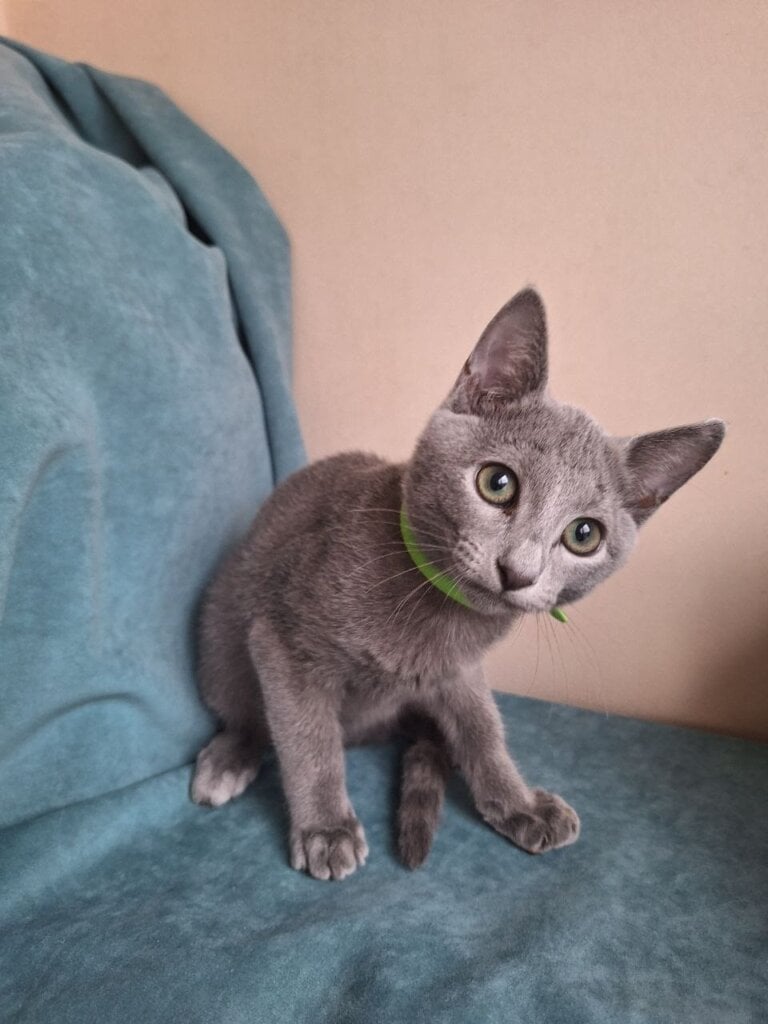 Igor Russian Blue Male $3000 — photo 5