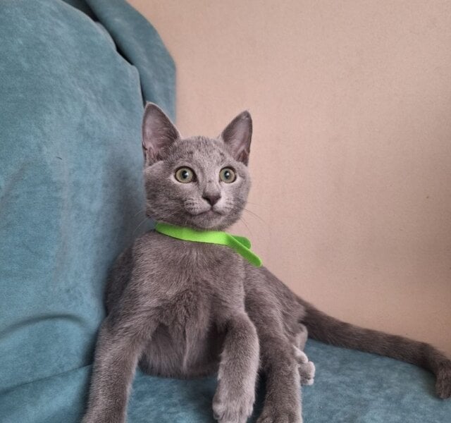 Igor Russian Blue Male $3000
