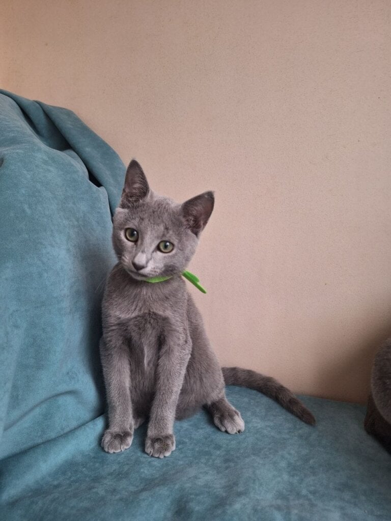 Igor Russian Blue Male $3000 — photo 4