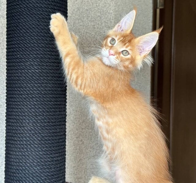 Uriel Maine Coon Red Male $3000