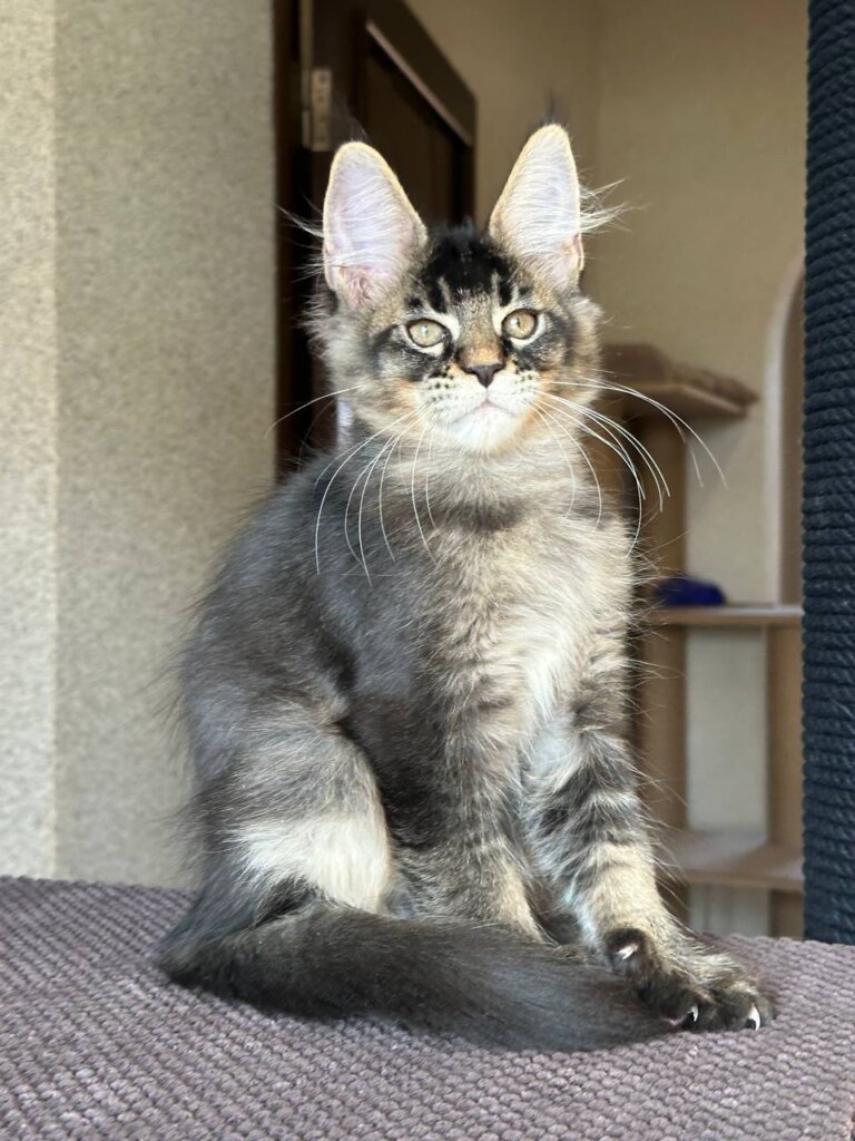 Uilliam Maine Coon Black Tabby Male $3000 — photo 2