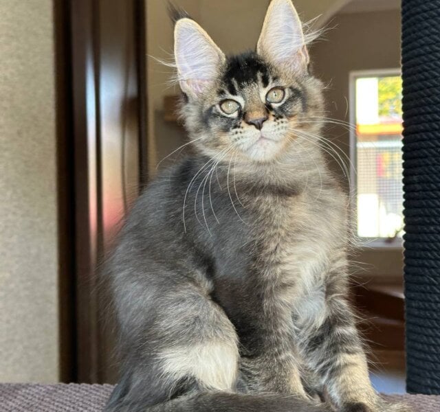 Uilliam Maine Coon Black Tabby Male $3000