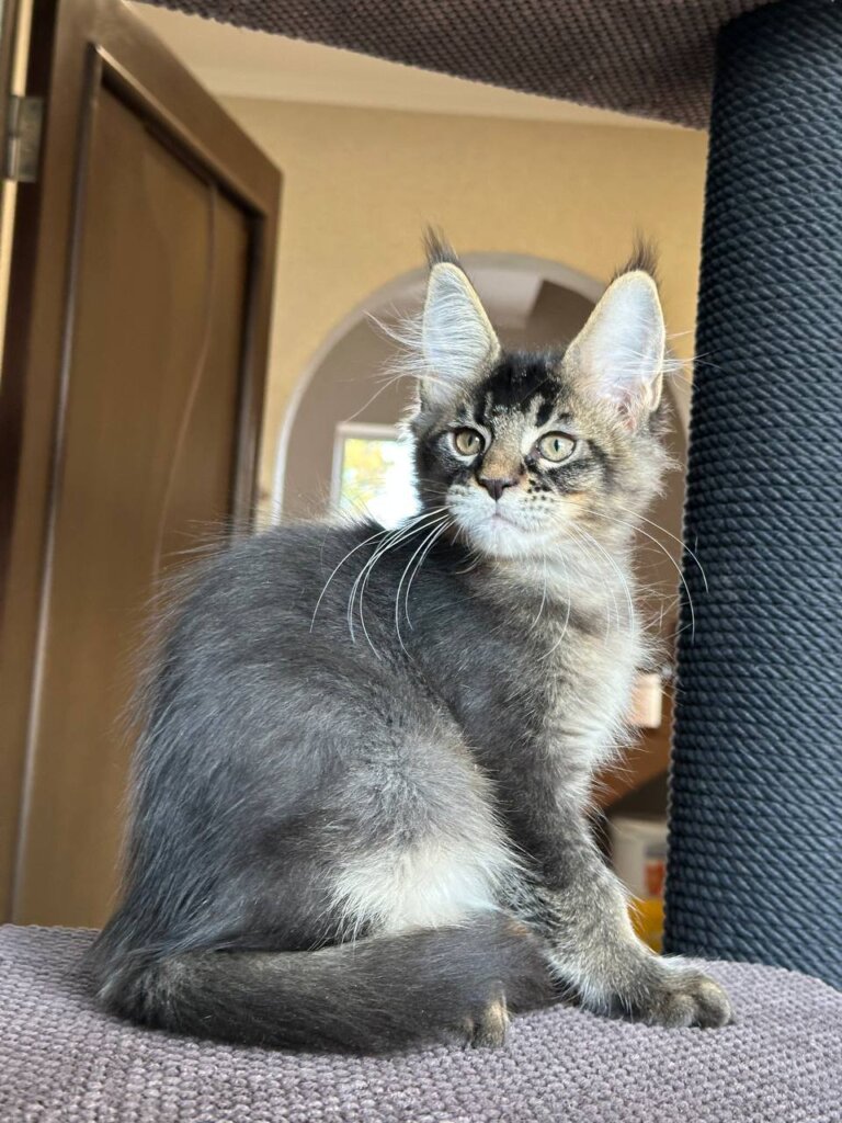 Uilliam Maine Coon Black Tabby Male $3000 — photo 4