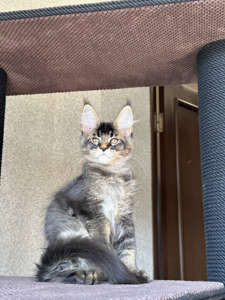 Uilliam Maine Coon Black Tabby Male $3000 — photo 3