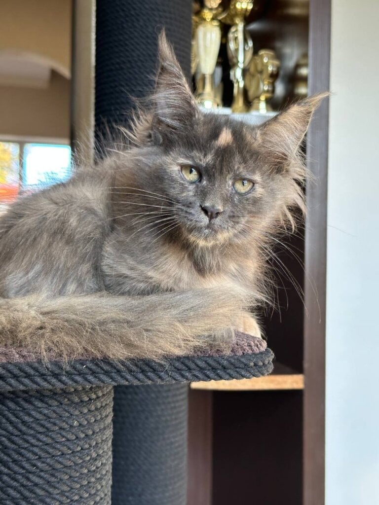 Uma Maine Coon Blue Tortie Female $2900 — photo 2